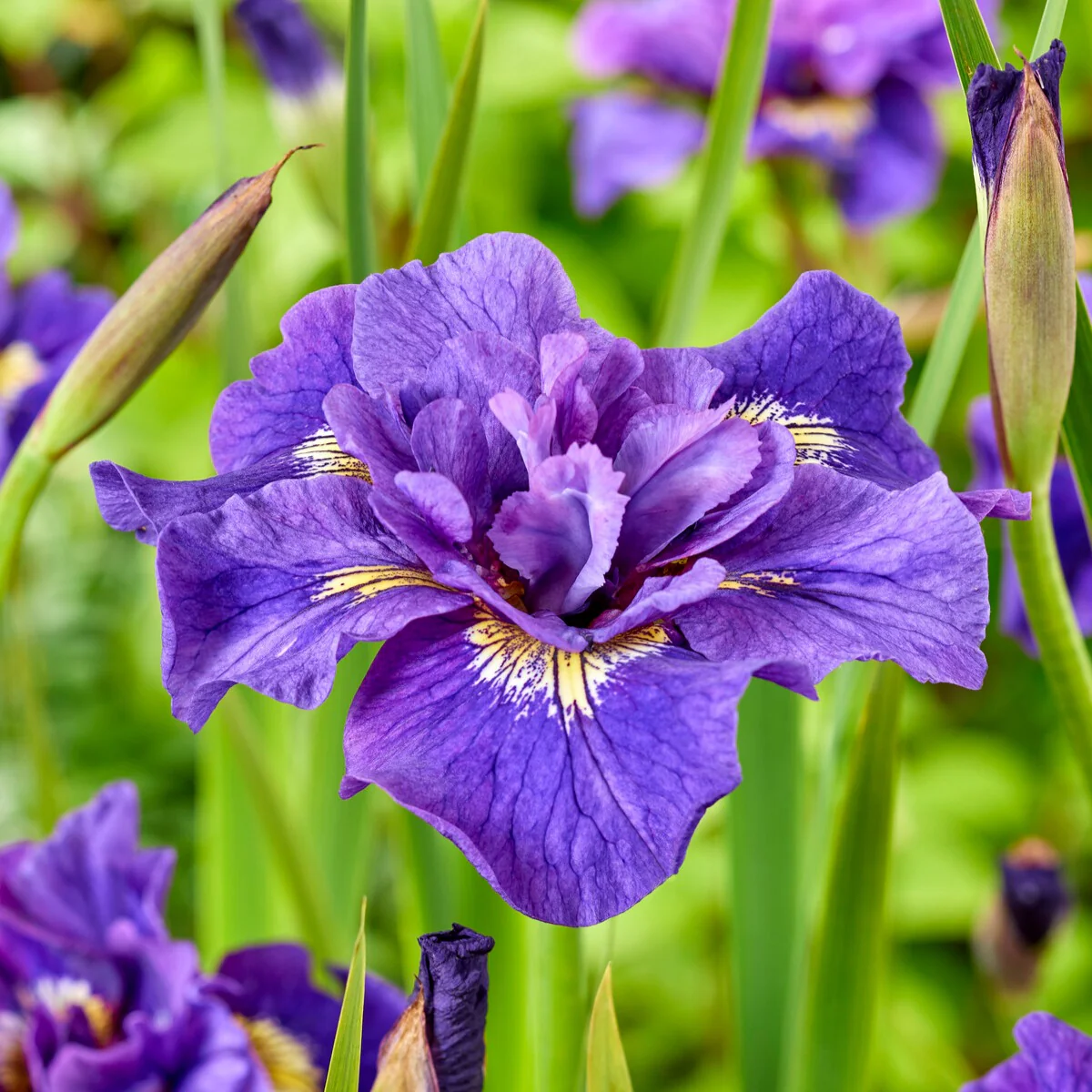 Siberische iris Mix - Image 2
