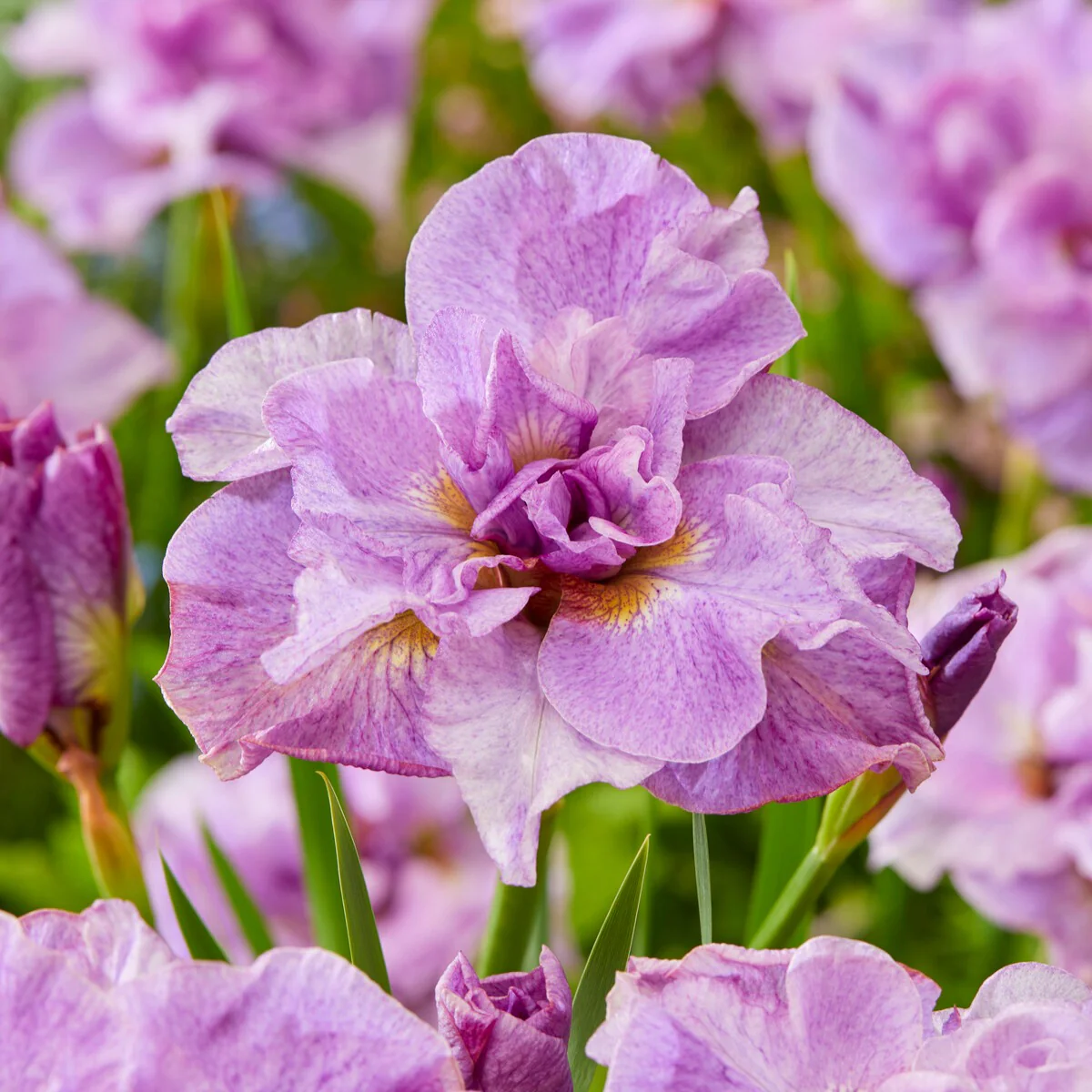 Siberische iris Mix - Image 3