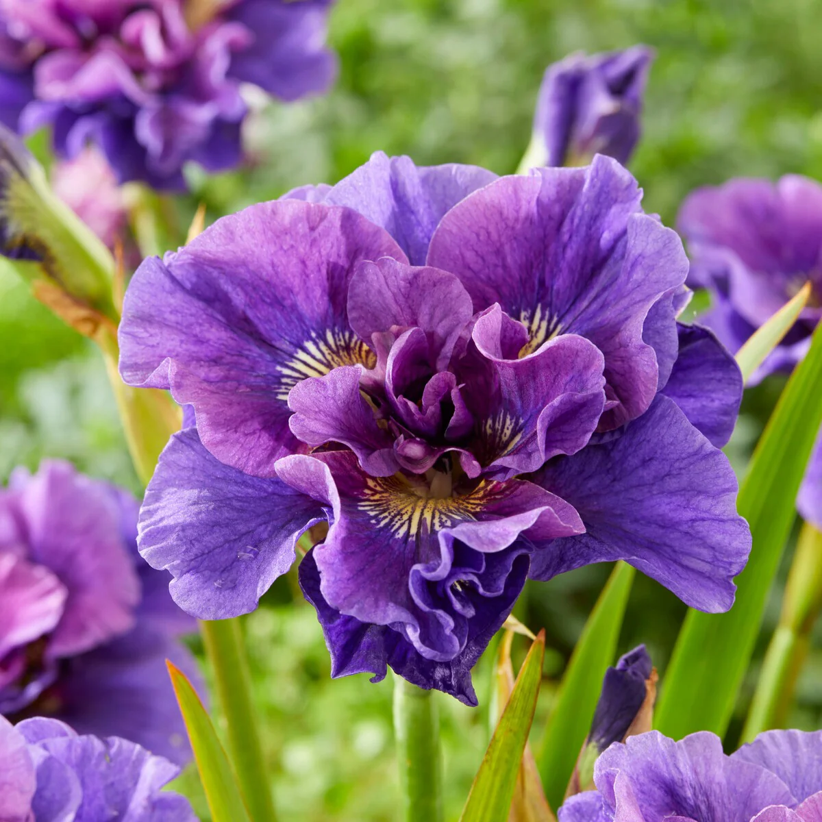 Siberische iris Mix - Image 4