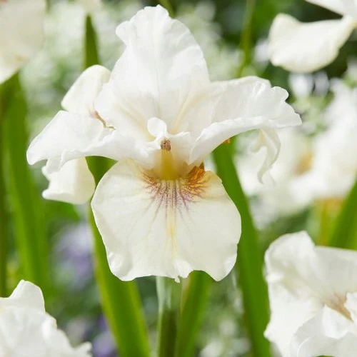 Siberische iris 'Not Quite White'