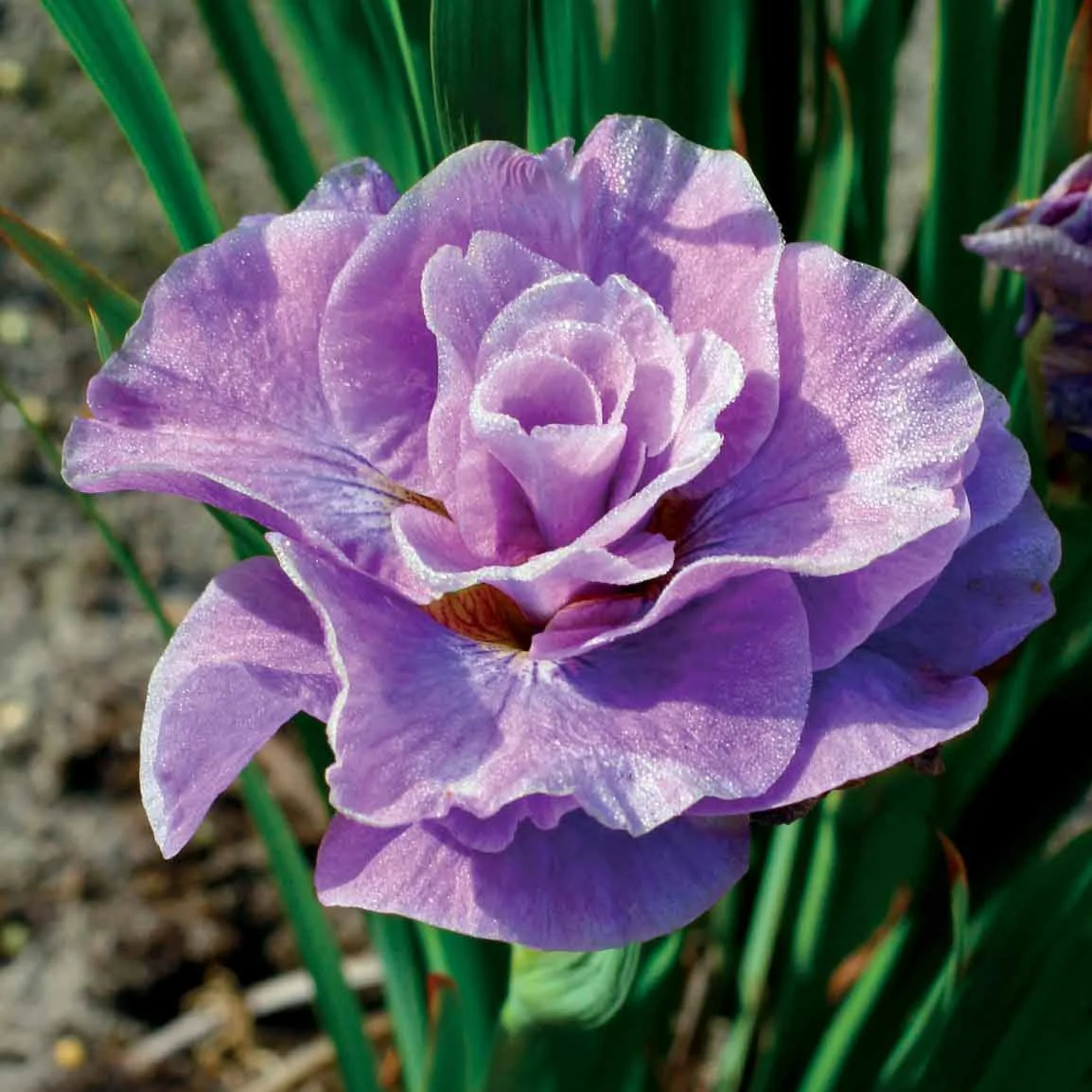 Siberische iris 'Pink Parfait' (x2)
