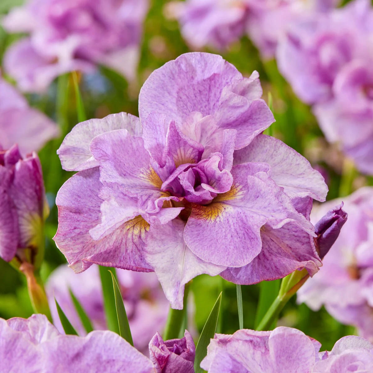 Siberische iris 'Pink Parfait' (x2) - Image 2