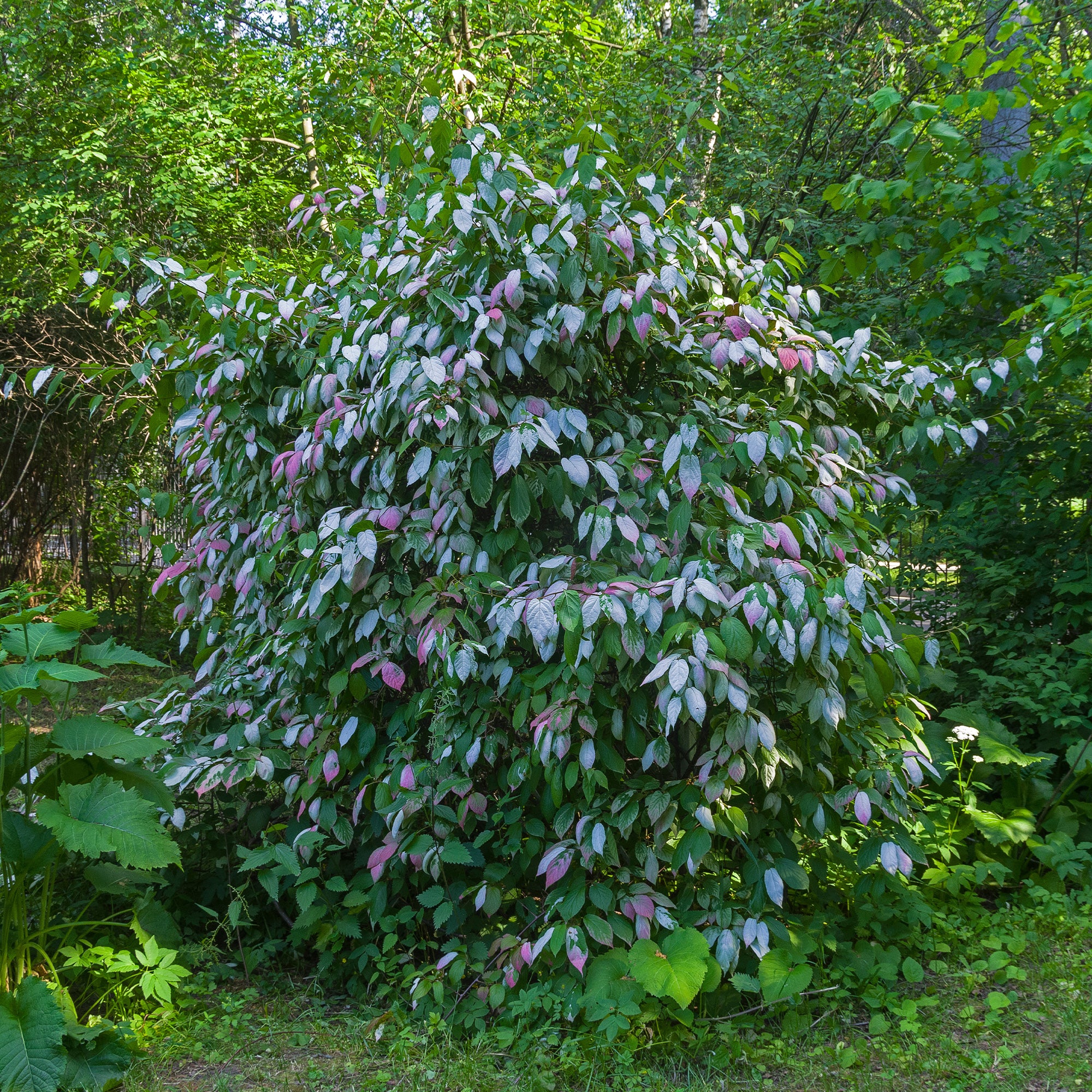 Sier kiwi - Image 5