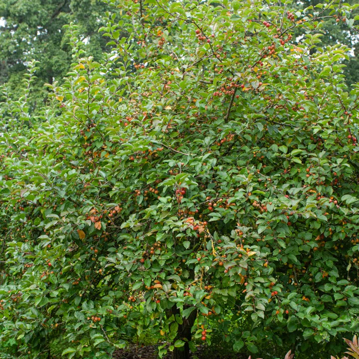 Sierappel Evereste Perpetu - Image 4