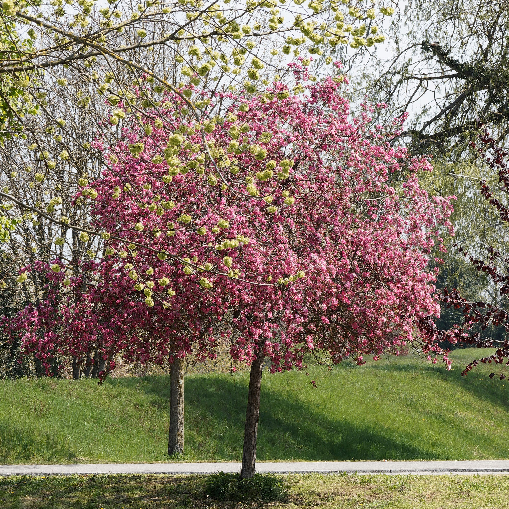 Sierappel 'Liset' - Image 6