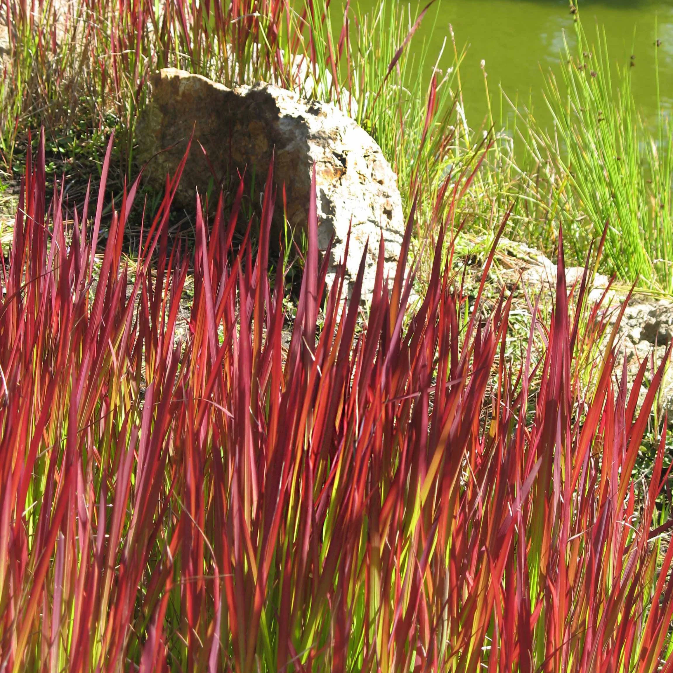 Siergras Mix (x3) - Image 5