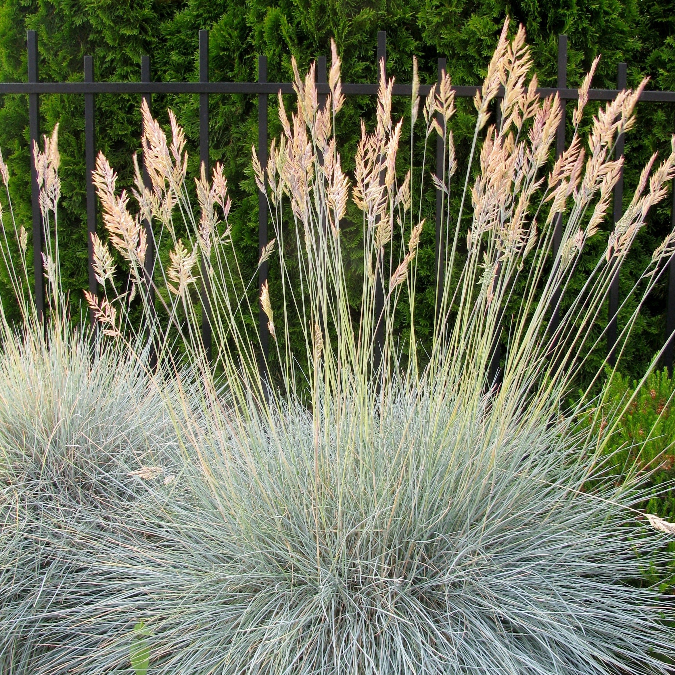 Siergras Mix (x3) - Image 6