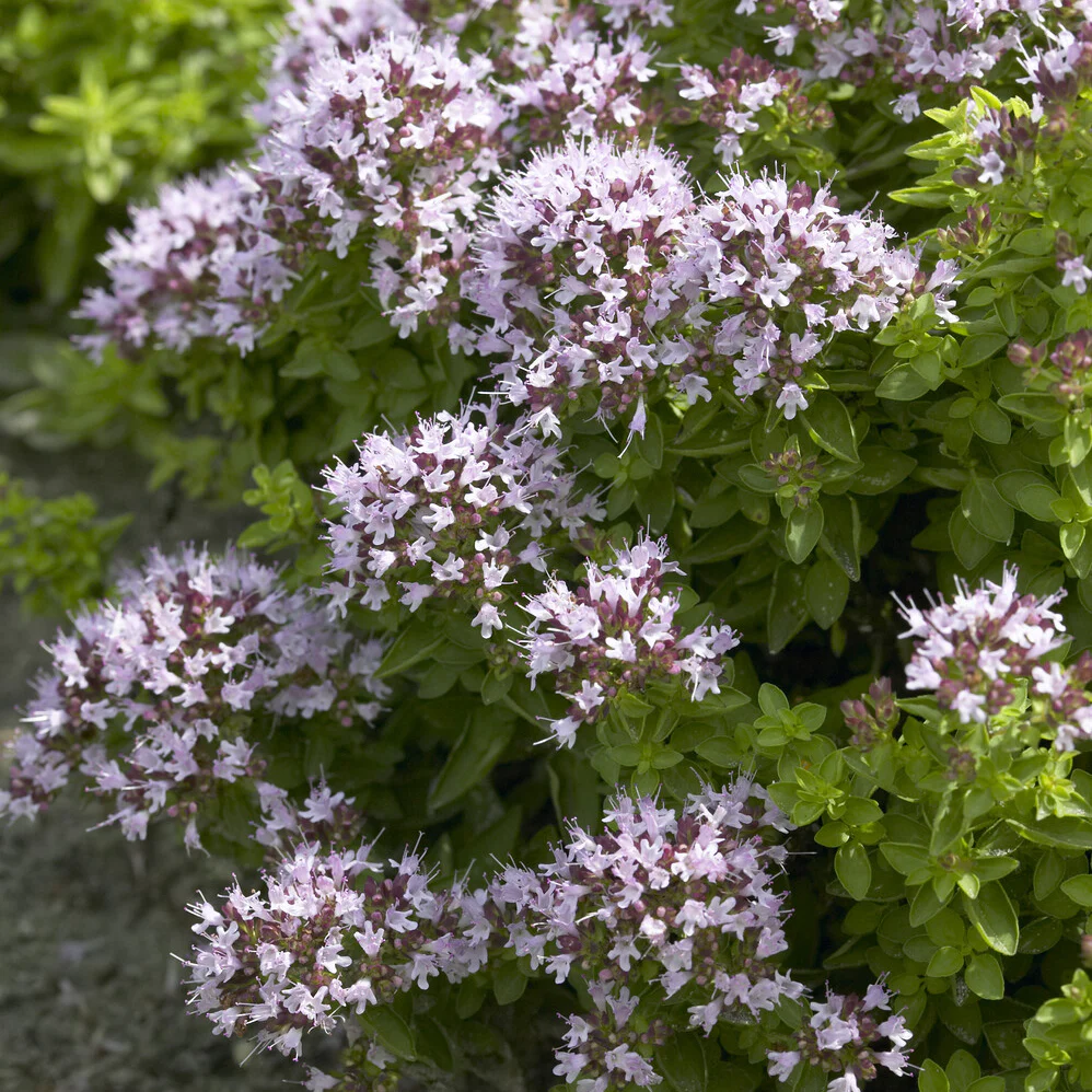 Siermarjolein