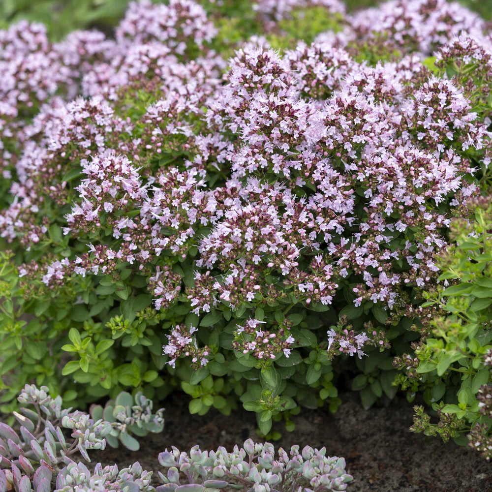 Siermarjolein - Image 2