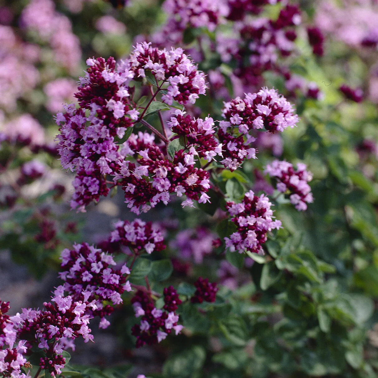 Siermarjolein Rosenkuppel - Image 2