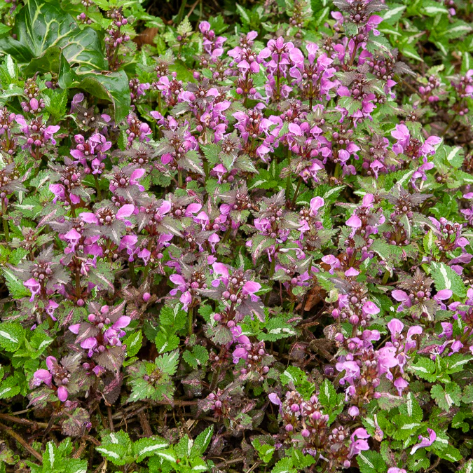 Siernetel Roseum