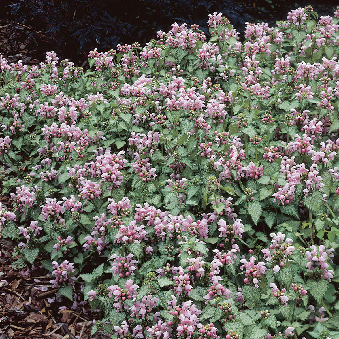 Siernetel Roseum - Image 2
