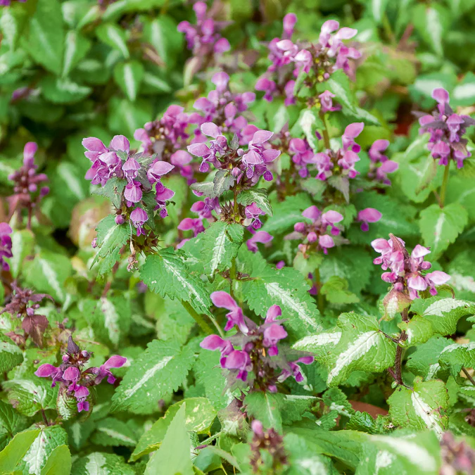Siernetel Roseum - Image 3
