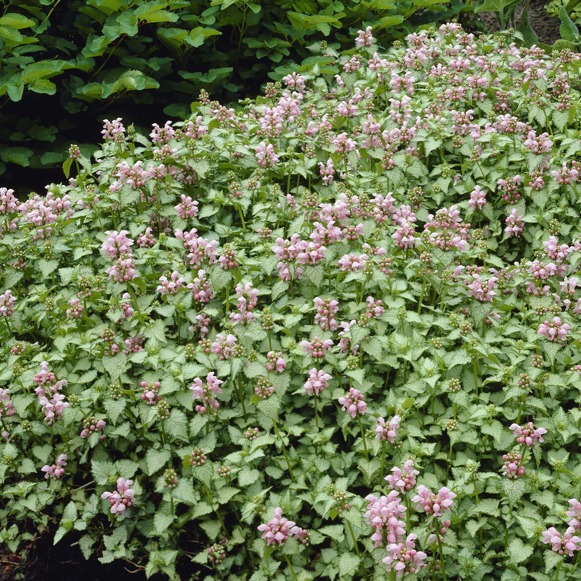 Siernetel Roseum - Image 4