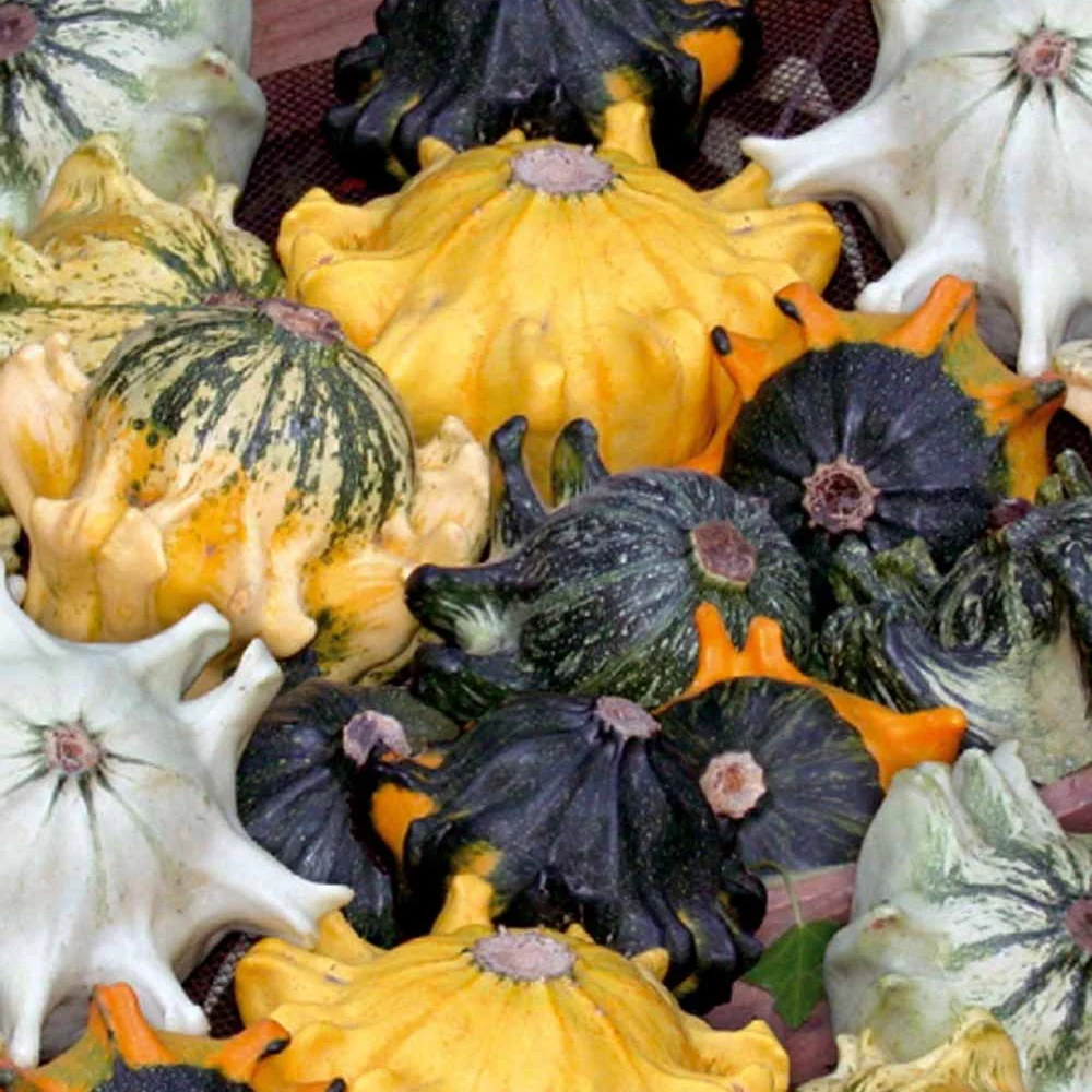 Sierpompoen Mix 'Shenot'