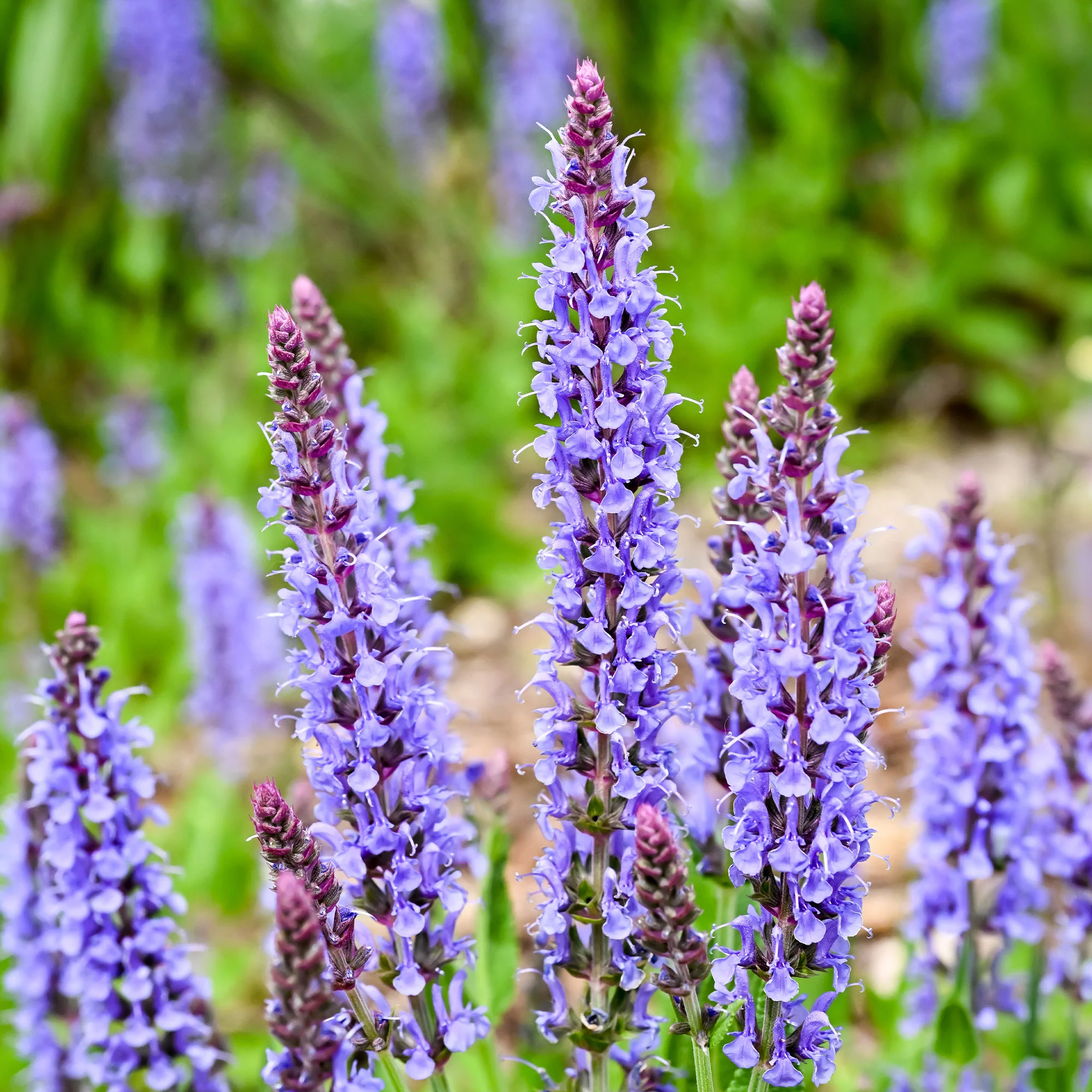 Siersalie Blauhügel