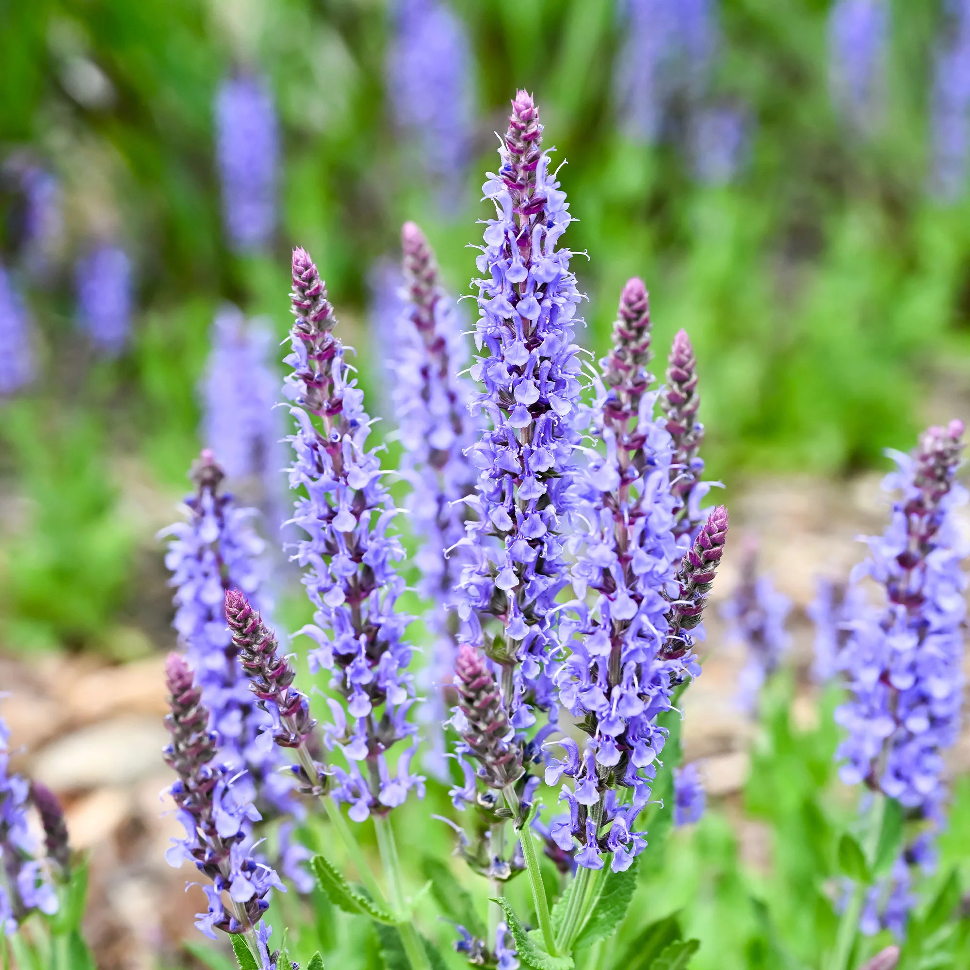 Siersalie Blauhügel - Image 3