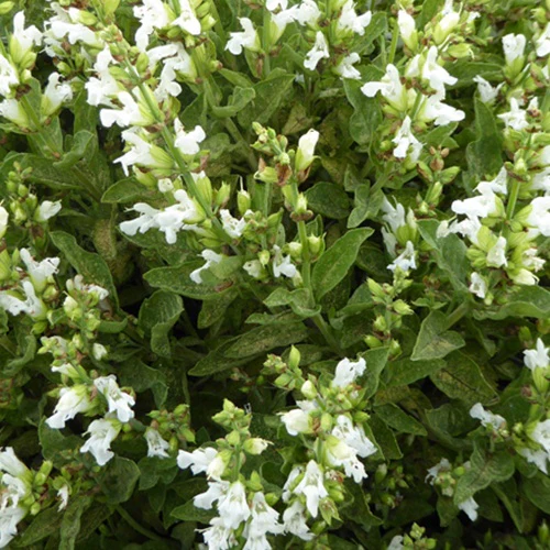 Siersalie officinale