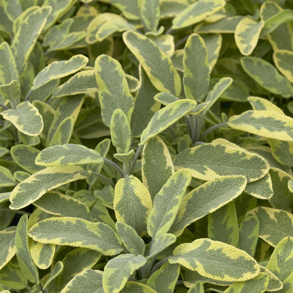 Siersalie officinale Aurea Siersalie - Image 3