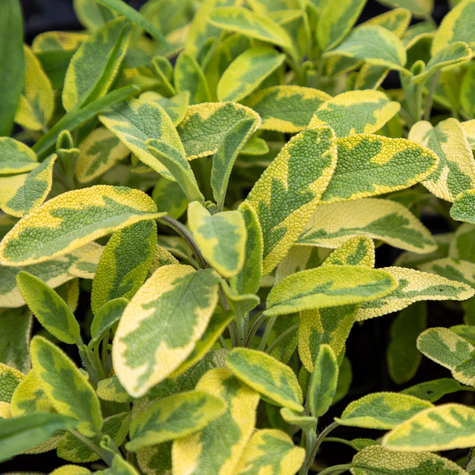 Siersalie officinale Aurea Siersalie - Image 4