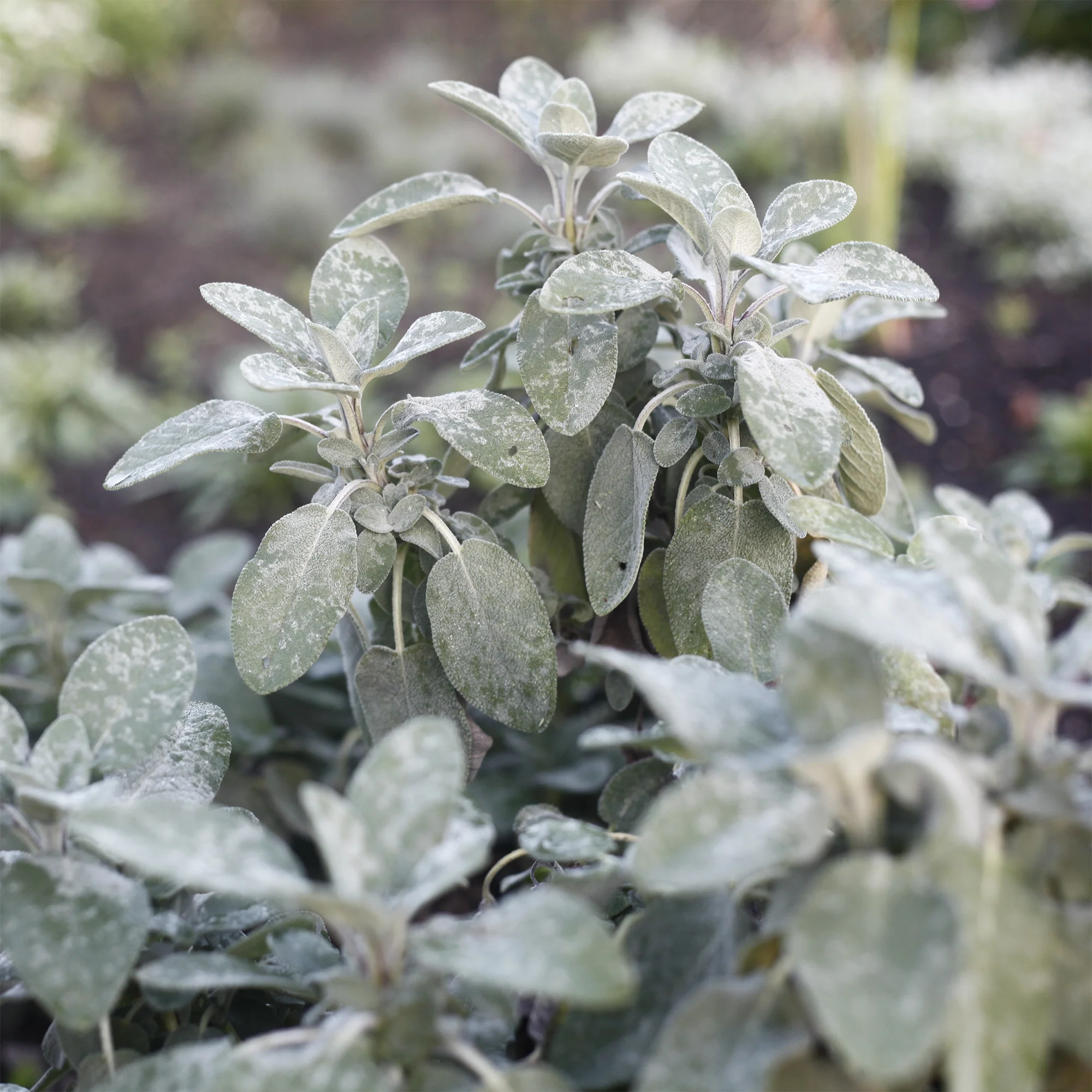 Siersalie officinale Berggarten - Image 2