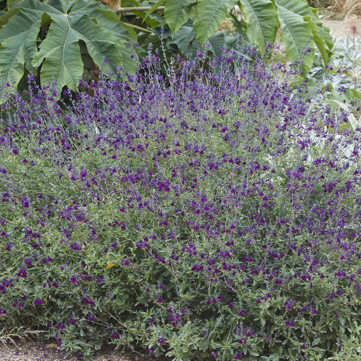Siersalie papillon de nuit - Image 5