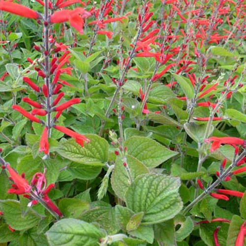 Siersalie Scarlet Pineapple