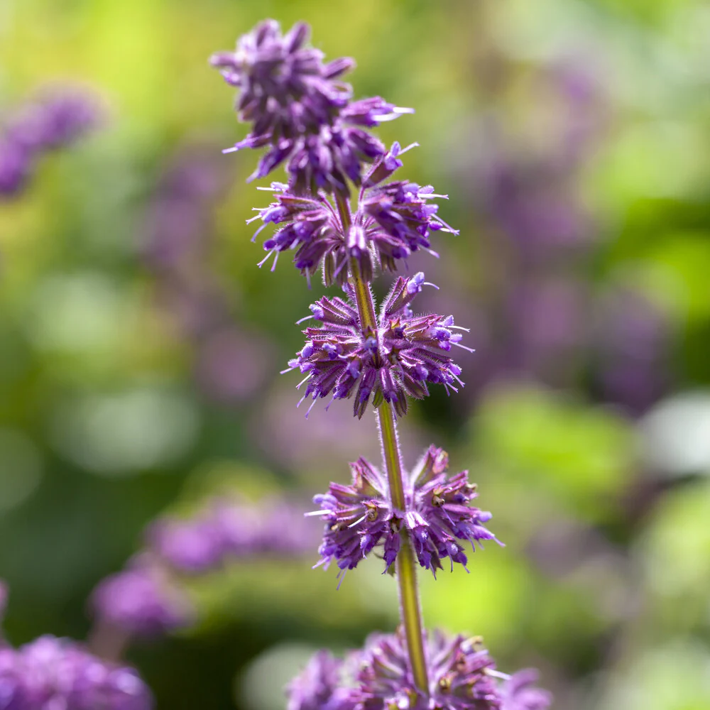 Siersalie verticillée Purple Rain - Image 2