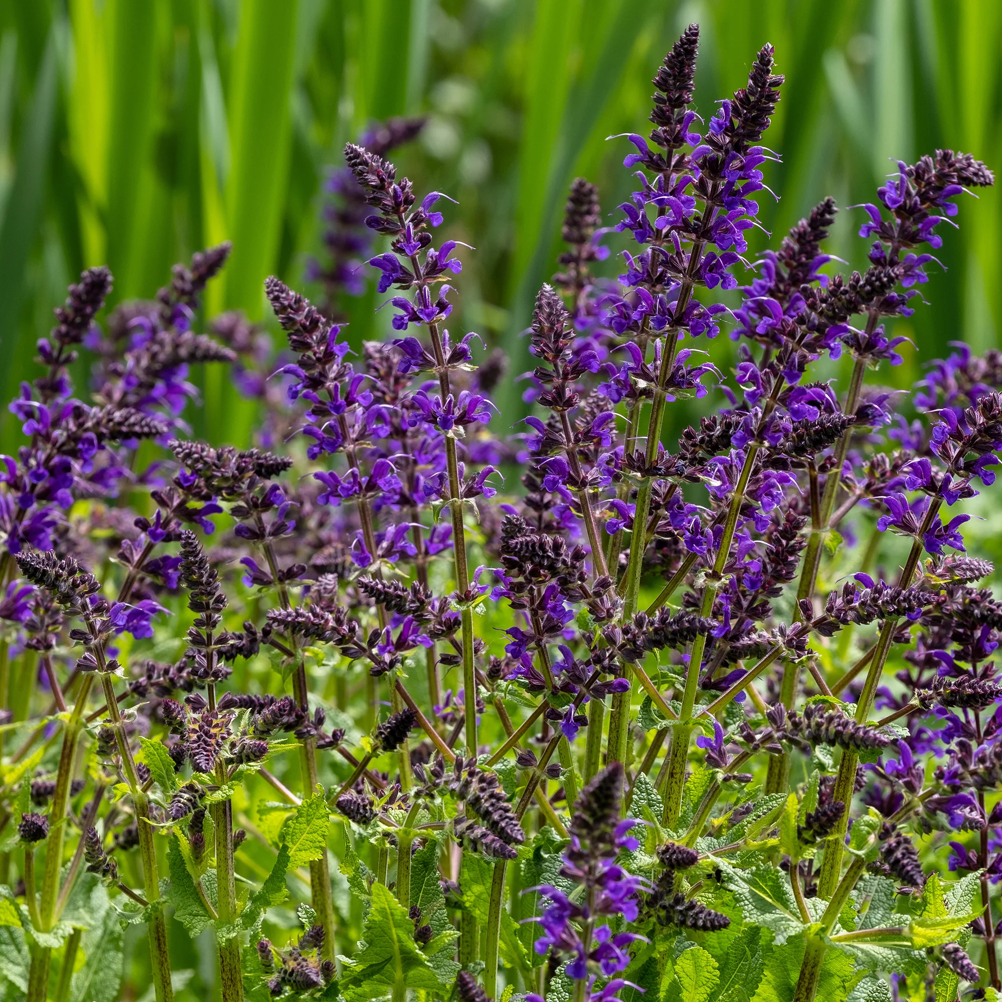 Siersalie Viola Klose - Image 2