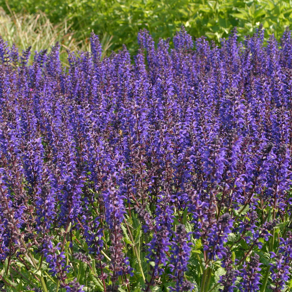 Siersalie Viola Klose - Image 3