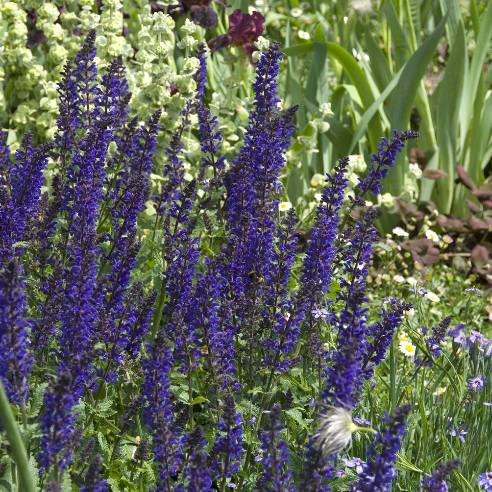 Siersalie Viola Klose - Image 4