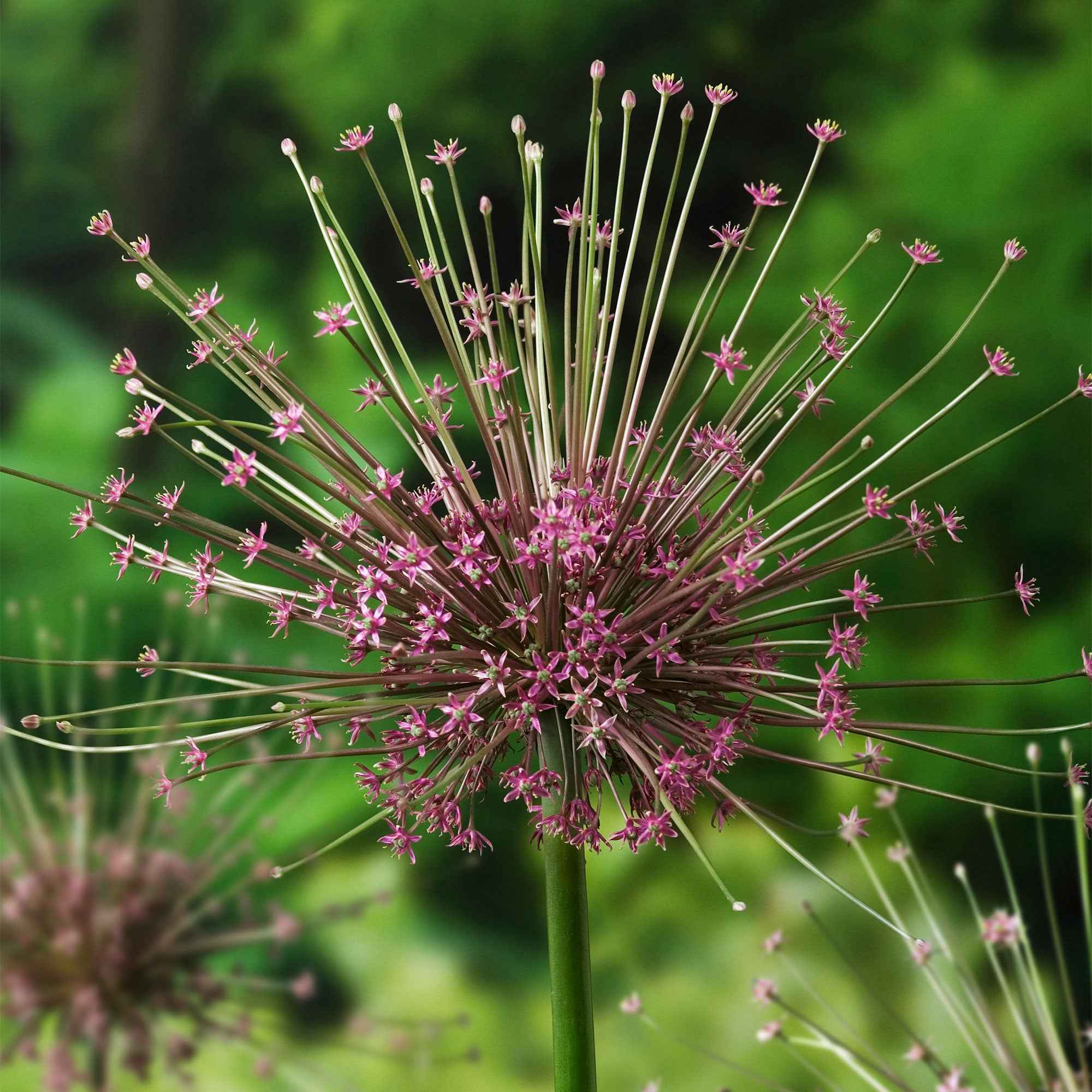 Miniatuur 2