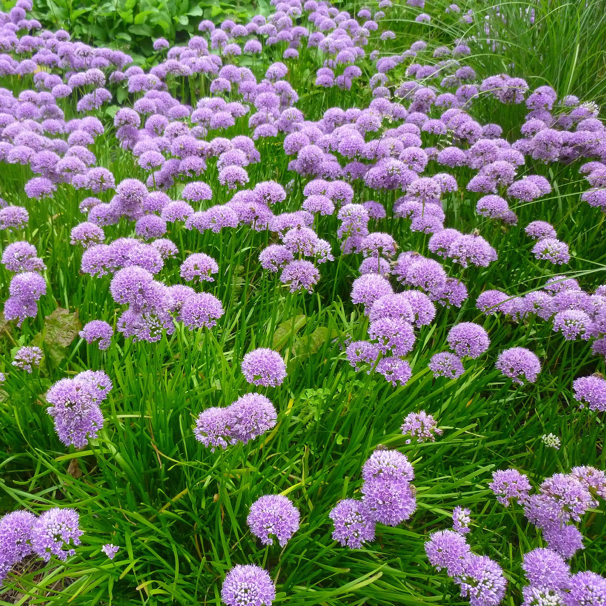Sierui 'Millenium'
