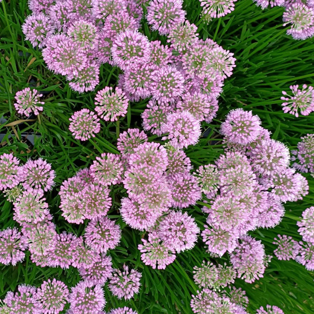 Sierui 'Millenium' - Image 3