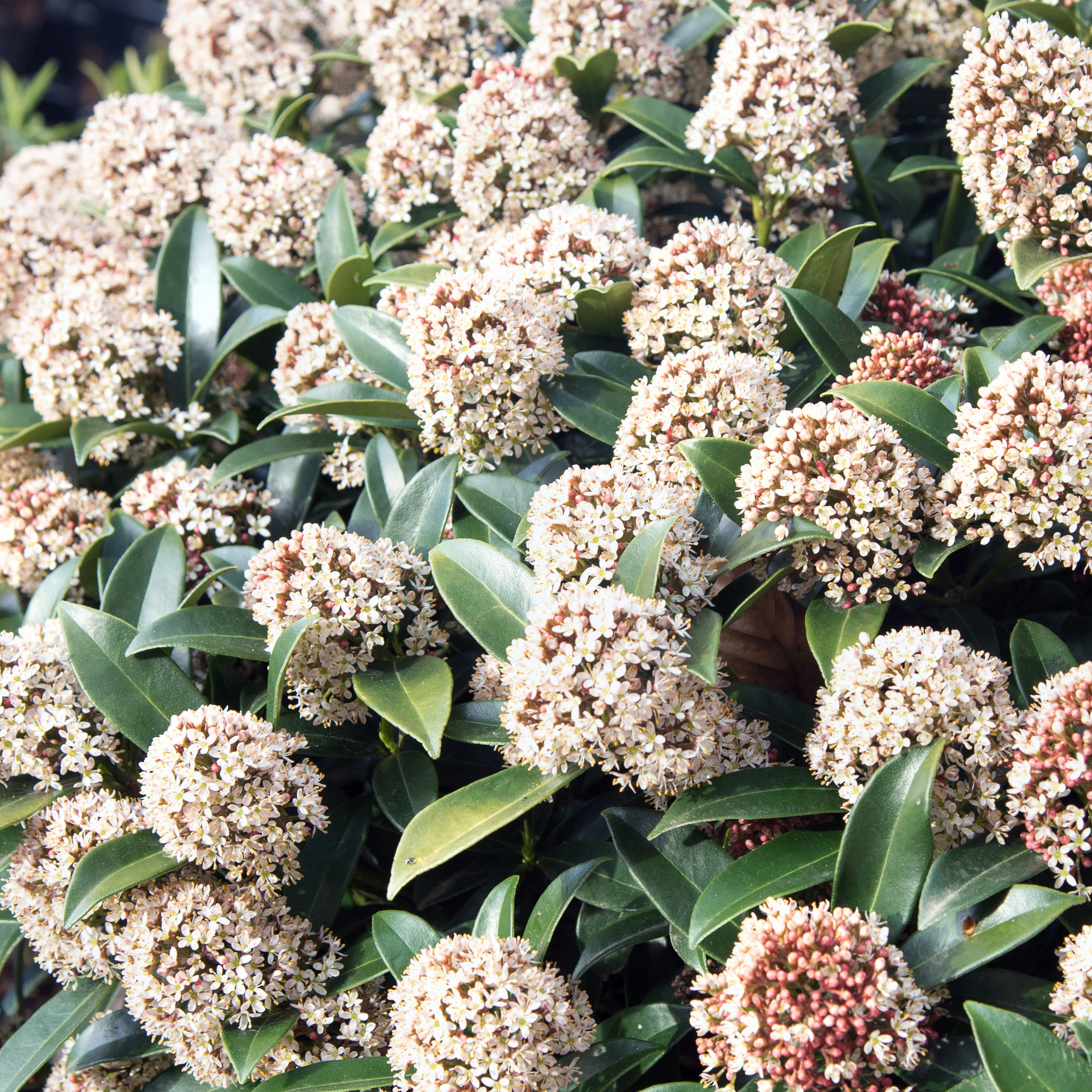 Skimmia - Image 2