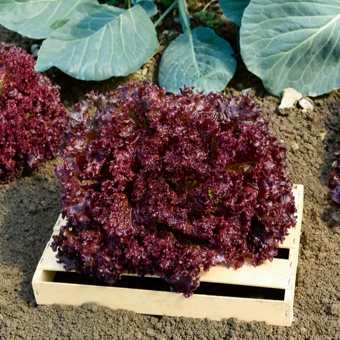 Sla Mix '7 maanden' ('Meikoningin' + 'Lollo Rosso' + 'Volhart 2' + 'Blond' - Image 2