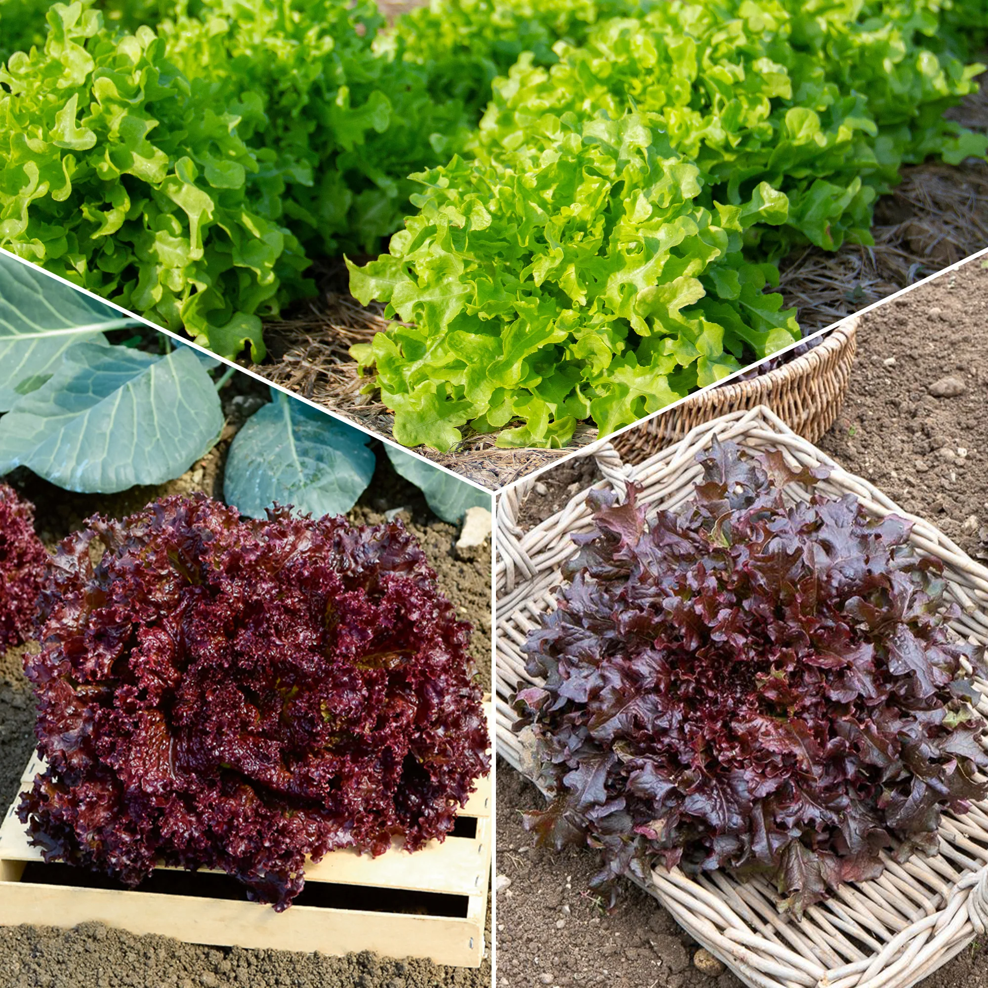 Sla Mix 'Eikenblad' + 'Lollo Rosso' + Rode sla'