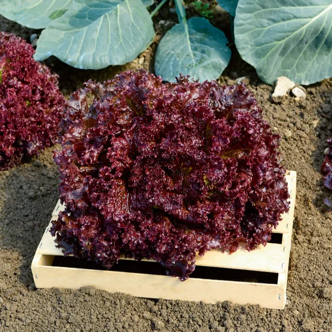 Sla Mix 'Eikenblad' + 'Lollo Rosso' + Rode sla' - Image 3