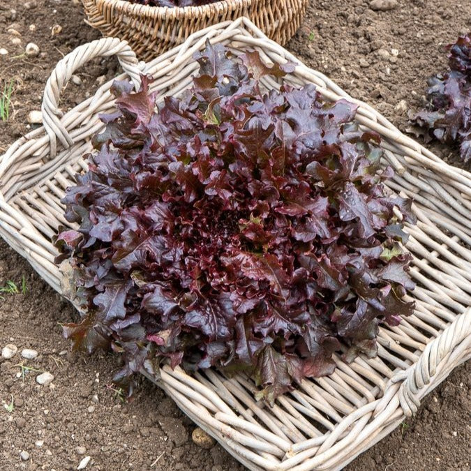 Sla Mix 'Eikenblad' + 'Lollo Rosso' + Rode sla' - Image 4