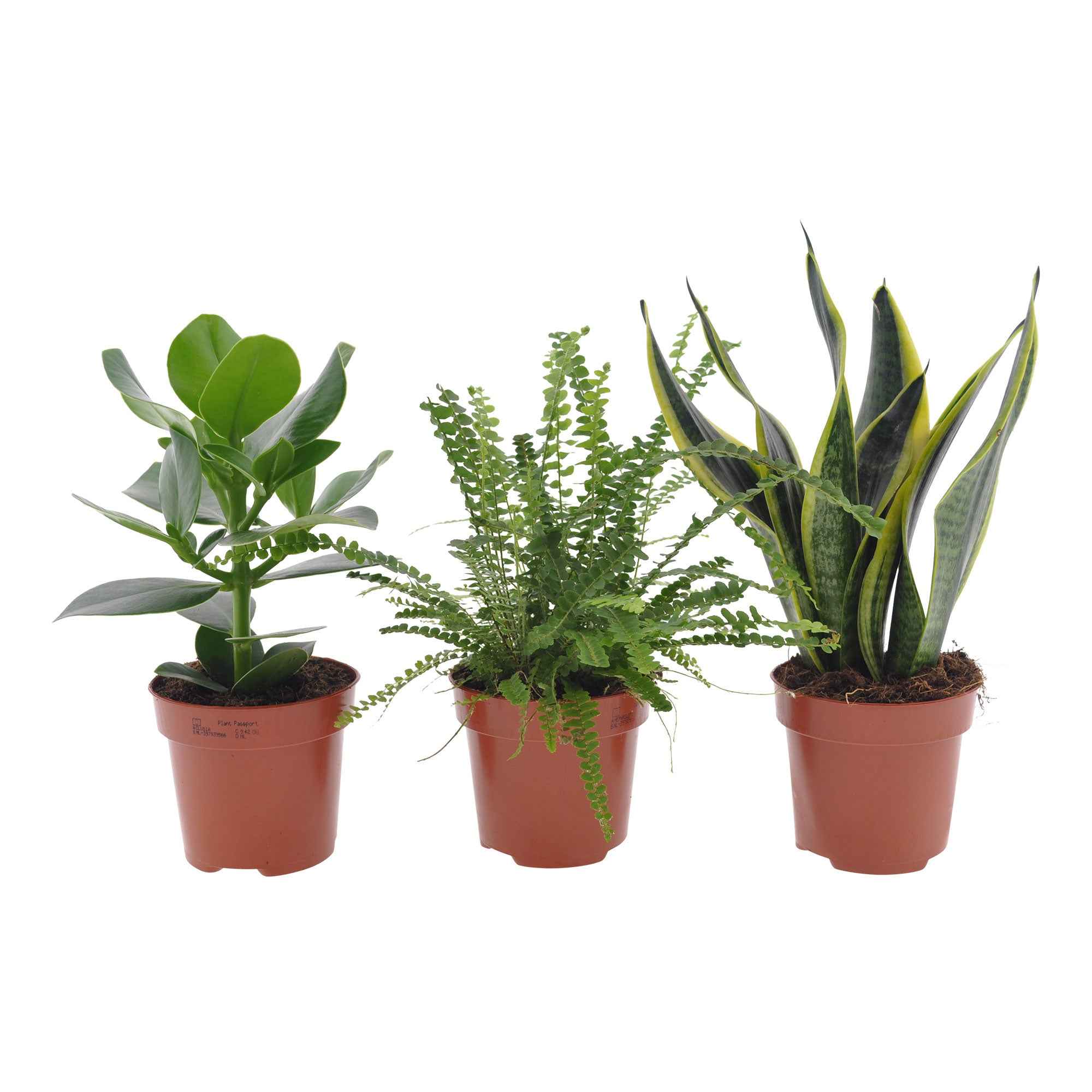 Slaapkamerplanten Mix (x3) - Image 2