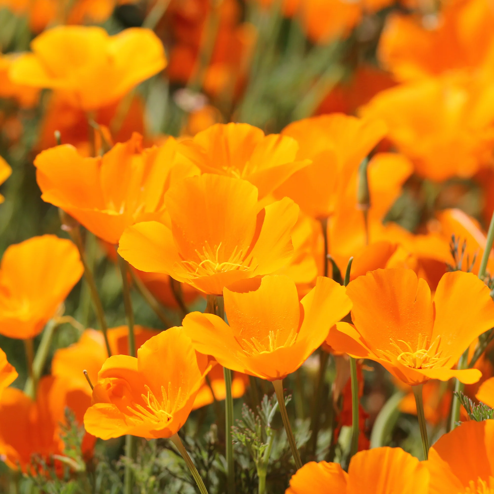 Slaapmutsje 'Aurantiaca'