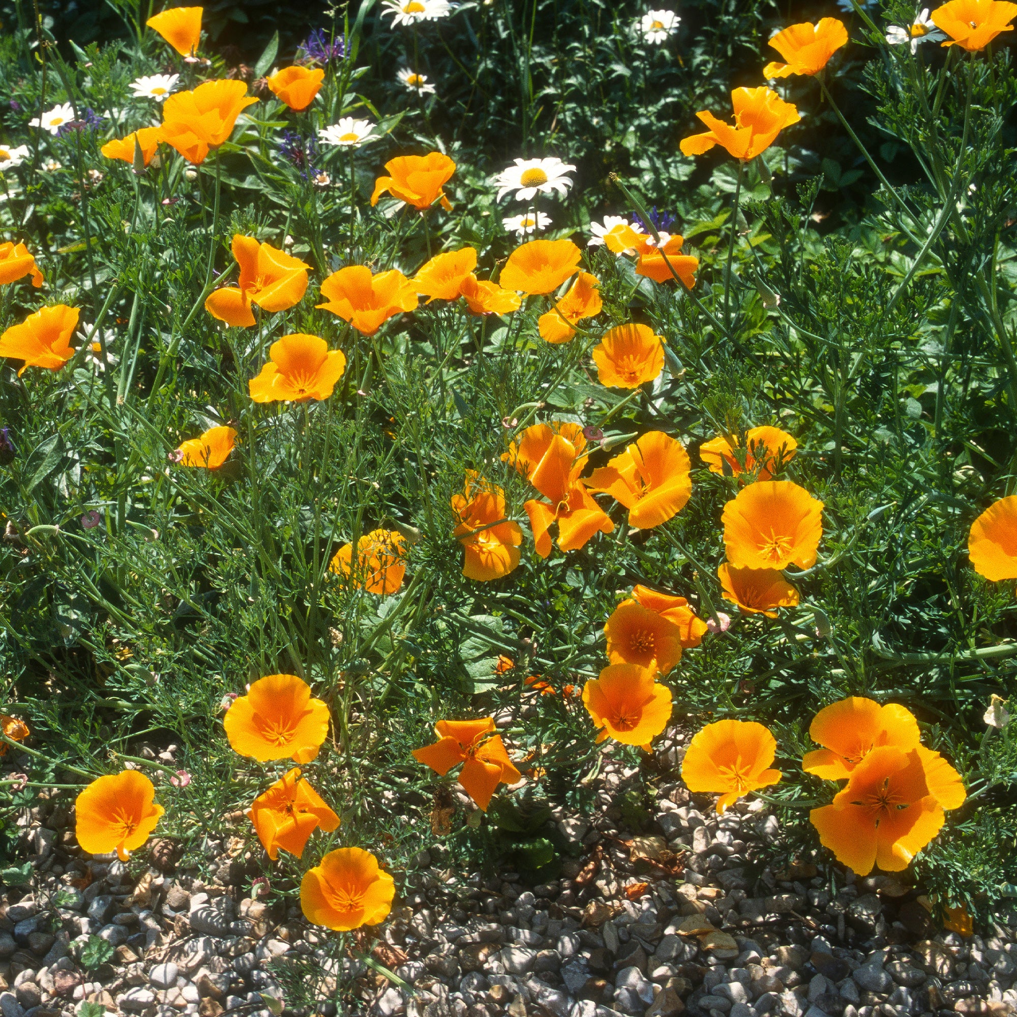 Slaapmutsje 'Aurantiaca' - Image 2