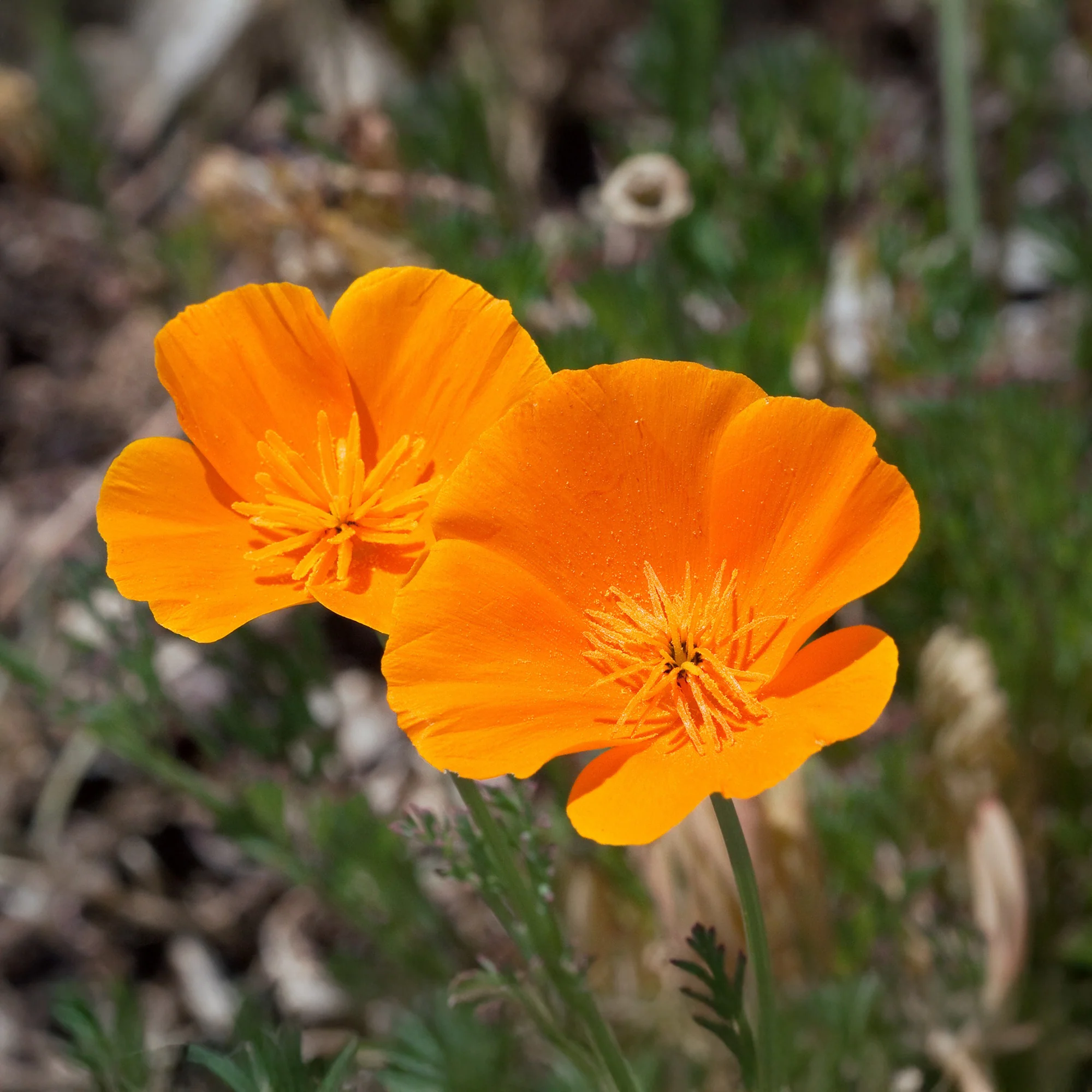 Slaapmutsje 'Aurantiaca' - Image 3
