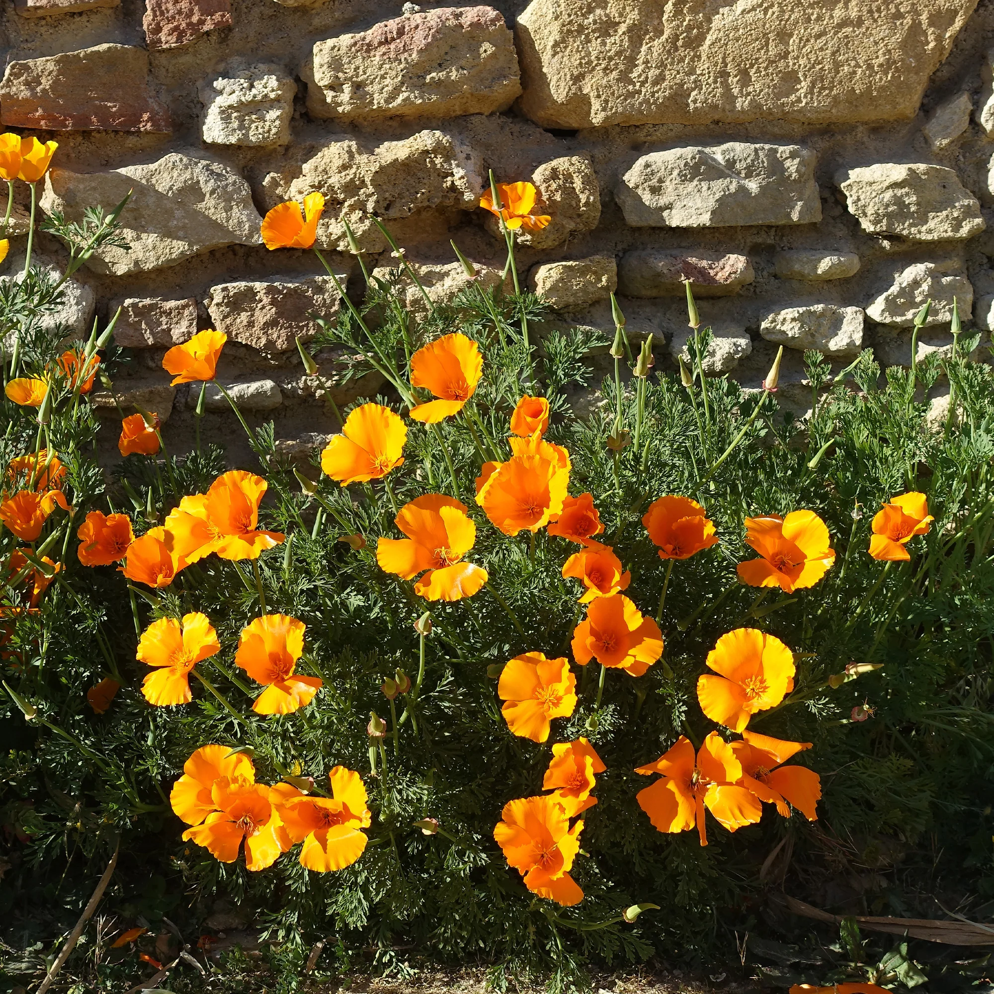 Slaapmutsje 'Aurantiaca' - Image 4