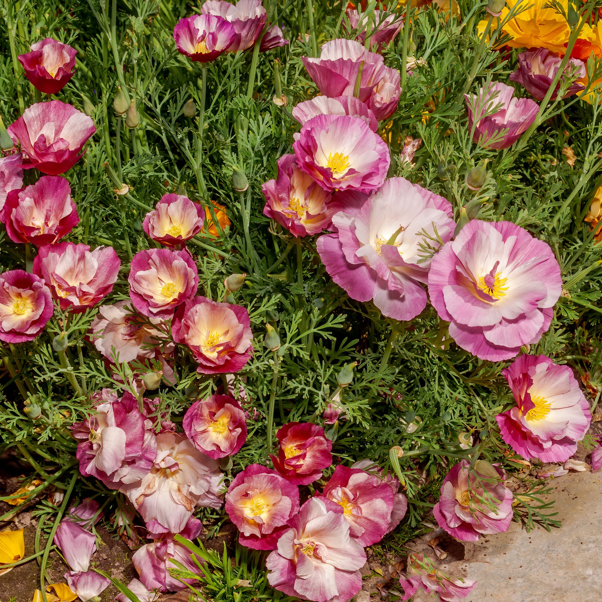 Slaapmutsje Mix 'Bridal Bouquet'