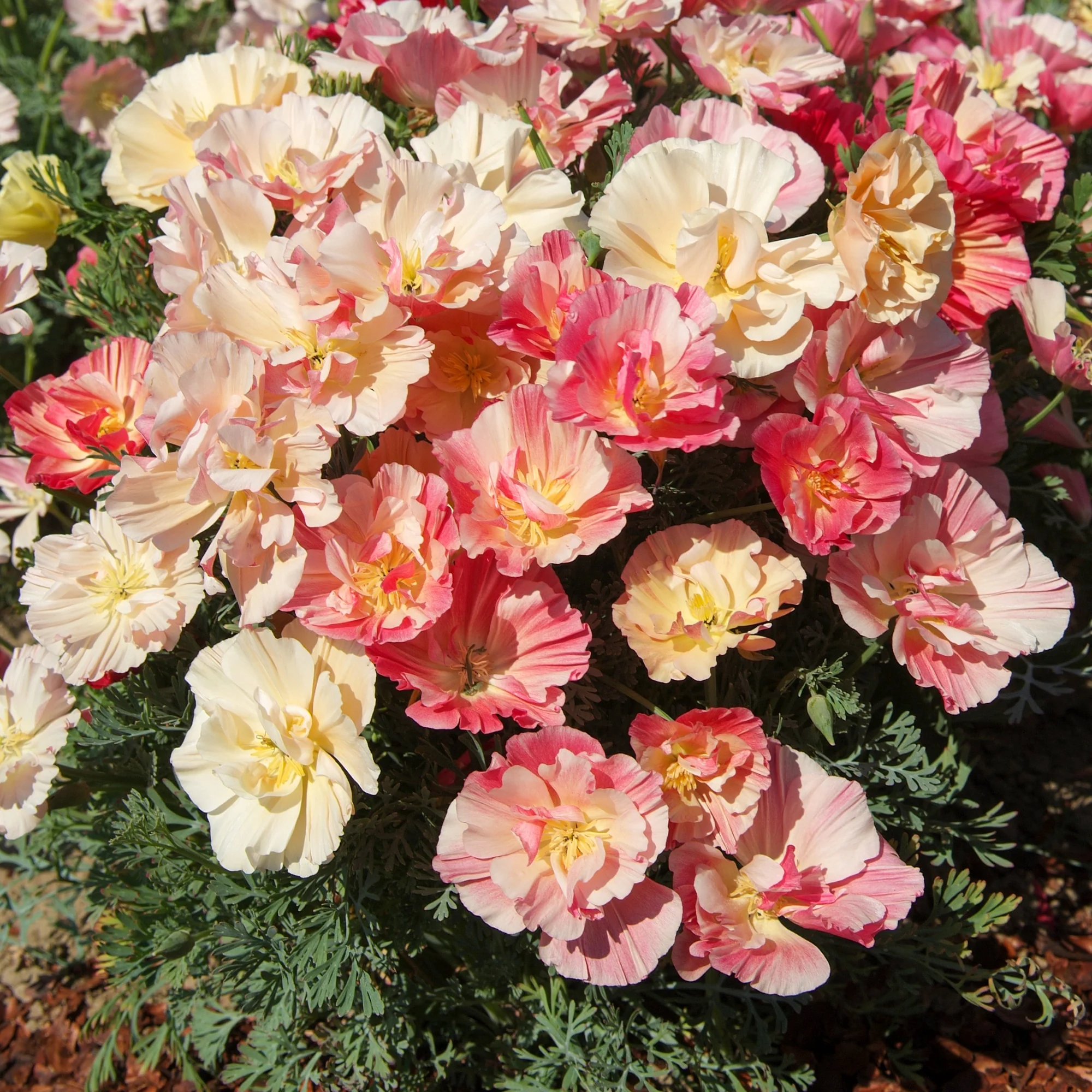 Slaapmutsje 'Thai Silk Appleblossom' - Image 2