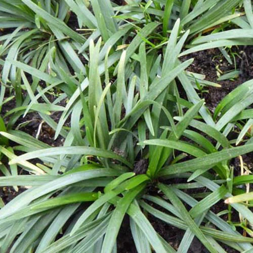 Slangebaard