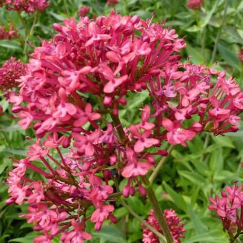 Slangebaard Rosenrot (x3)
