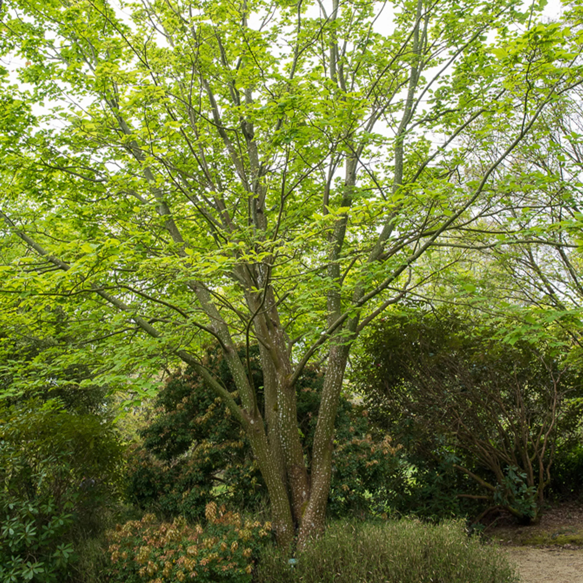 Slangehuid Esdoorn