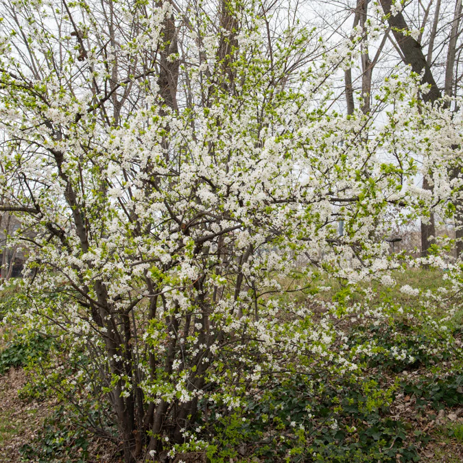 Sleedoorn - Image 2